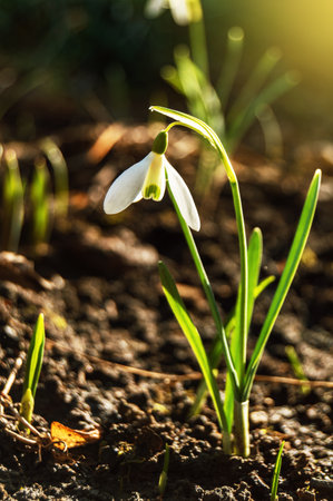 Macro of spring blooming snowdrop on a blurred background, in front of the sun. Natureの写真素材
