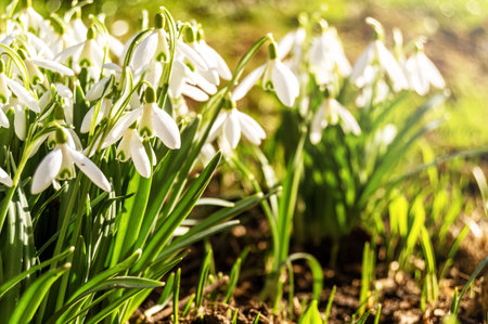 Macro of spring blooming snowdrops on a blurred background. Nature, beauty, loveの写真素材