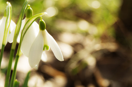 Macro of spring blooming snowdrops on a blurred background. Nature, beauty, loveの写真素材