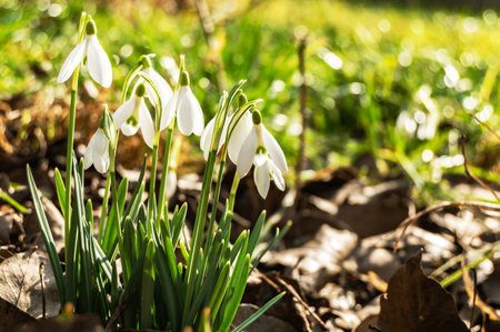 Macro of spring blooming snowdrops on a blurred background. Nature, beauty, loveの写真素材
