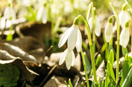 Macro of spring blooming snowdrops on a blurred background. Nature, beauty, loveの写真素材