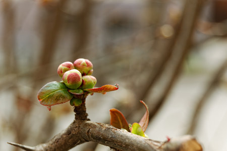 A spring branch with young bunches of leaves on a blurred background. Fresh, prosperity, loveの写真素材