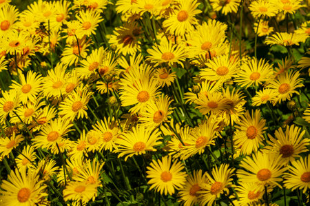 Yellow spring flowers with orange centers. Doronicum flowers. Summer, background, nature, loveの写真素材