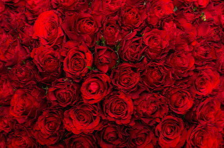 Lots of red roses on a black background. The concept of love. Texture of flowers. Top viewの写真素材