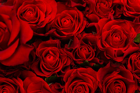 Close-up of many bright red roses on a black background. The concept of love. Texture of flowers. Top viewの写真素材