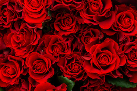 Close-up of bright red roses on a black background. The concept of love. Texture of flowers. Top viewの写真素材