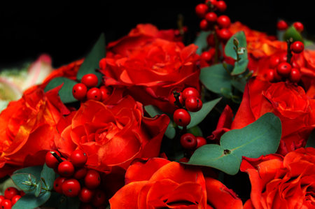 Macro of red and orange roses with red berries on a black background. The concept of love. Women's dayの写真素材