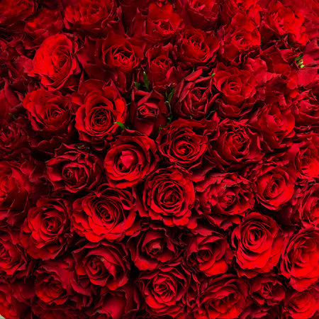 A square background of red roses. Top view, texture. Women's day.の写真素材