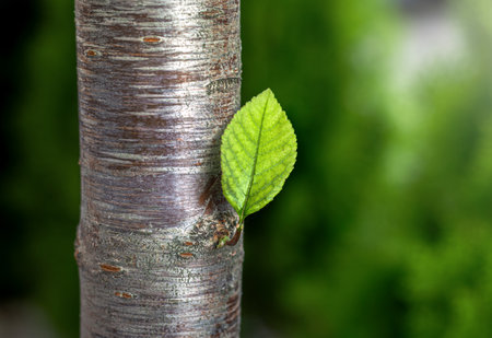 Macro of a green young leaf growing from a tree trunk on a blurred background. Natural spring growthの写真素材