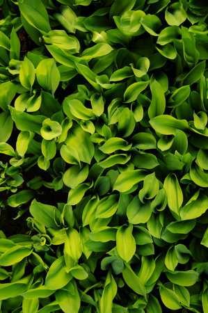 Minimalist green leaves of lilies of the valley, top view. Texture of the leaves.の写真素材