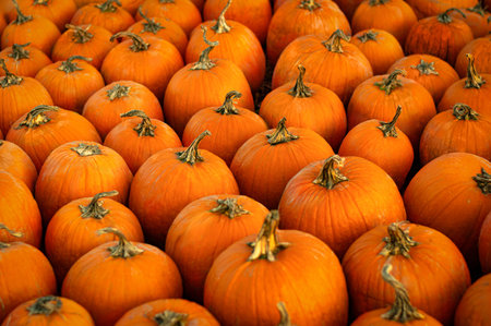 Vibrant pumpkins fill a farm market stand on a crisp autumn day in preparation for the fall harvest...