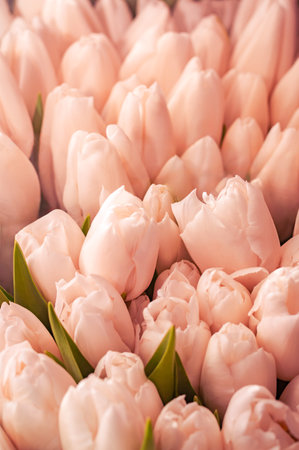 Background of soft pink tulip buds on a blurred background. Concept of love and weddingの写真素材