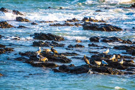Seabirds rest on a rugged shoreline next to the ocean at sunset, creating a stunning sceneの写真素材