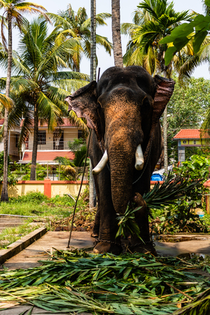 Huge elephant eating. Elephant held in chains.の写真素材
