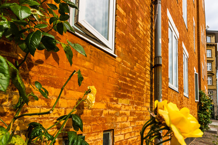Copenhagen, Denmark - 2019.Old brick building in Copenhagen, Denmark. Yellow flower in the foreground.のeditorial素材