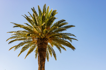 Exotic palm tree against blue sky in Greece.の写真素材
