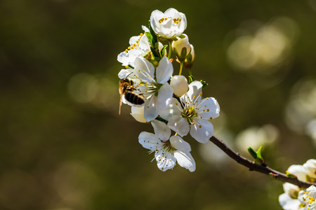 Close-up springtime view of beautiful trees in blossom.の写真素材