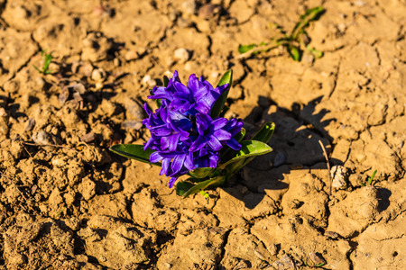 Springtime view of beautiful hyacinth in blossom.の写真素材