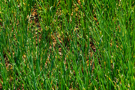 Blossom of onion crop in the fieldの写真素材