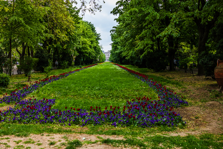 Long alley with green trees, grass and blooming tulips and forget-me-not flowers in Cismigiu park, Bucharest, Romania.のeditorial素材