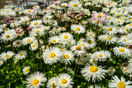 Wild white spring flowers.のeditorial素材