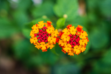 Close-up of blossom colorful exotic flowers on a green out of focus background.の写真素材