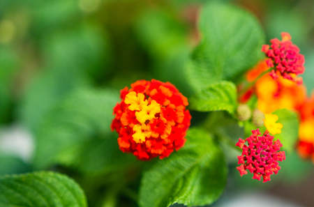 Close-up of blossom colorful exotic flowers on a green out of focus background.の写真素材