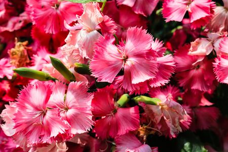 Close up of bright blooming pink carnations.の写真素材