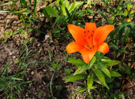 Close up of bright blooming orange lily and background of green leaves.の写真素材