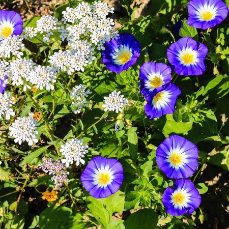 Close up of beautiful white and blue summer flowers in a garden.の写真素材