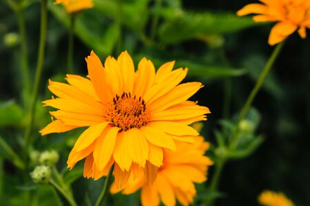 Close up of beautiful yellow summer flowers in a garden and background of green leaves.の写真素材
