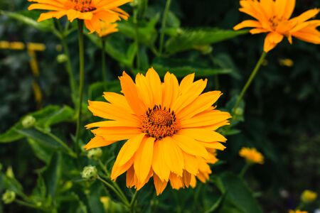 Close up of beautiful yellow summer flowers in a garden and background of green leaves.の写真素材