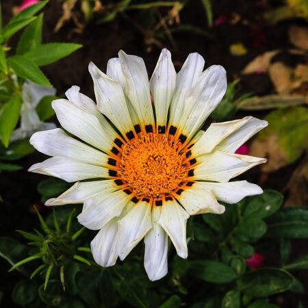 Close up of beautiful white and yellow flower.の写真素材