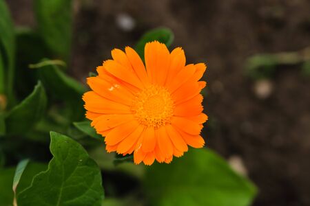 Close up of beautiful calendula (pot marigold) and background of green leaves.の写真素材