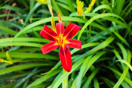 Close up of bright blooming red lily and background of green leaves.の写真素材