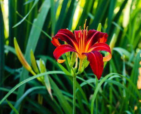 Close up of bright blooming red lily and background of green leaves.の写真素材