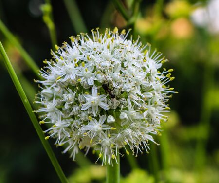 Close up of an ant on onion`s flower.の写真素材