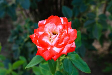 Close up of bright blooming red and white rose and background of green leaves.の写真素材