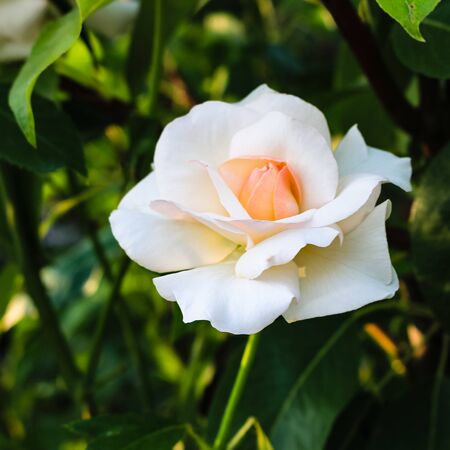 Close up of bright blooming pink and white rose and background of green leaves.の写真素材