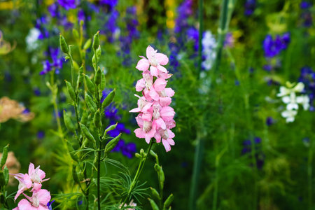 Close up of beautiful and colorful verbascum flowers mix.の写真素材