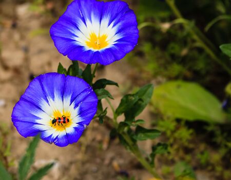 Close up of a red ant on a blue flower and background of green leaves.の写真素材