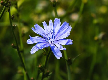 Close up of beautiful chicory in a garden.の写真素材