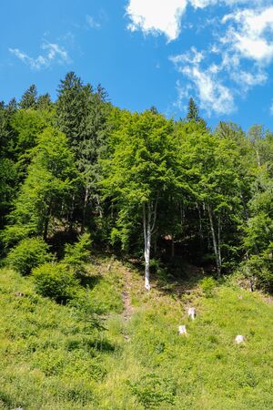 Landscape photo of Iezer Mountains in Romania.の写真素材