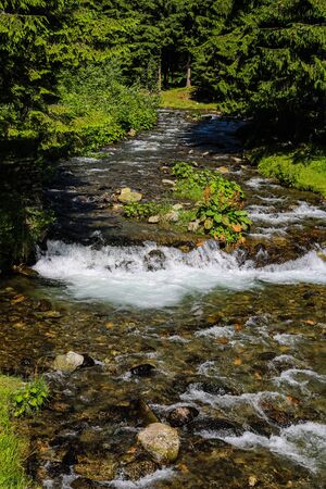 Creek of Rausor Dam in the mountains of Iezer, Romania. Small stream of water in the forest.の写真素材