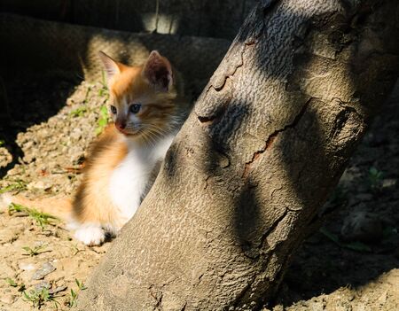 Close up photo of a little cat playing near a tree in the garden.の写真素材