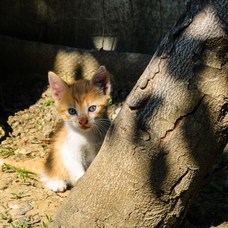 Close up photo of a little cat playing near a tree in the garden.の写真素材