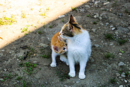 Cat nursing its little kitten.