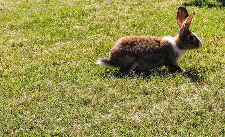 Close up photo of a rabbit running in the yard.の写真素材