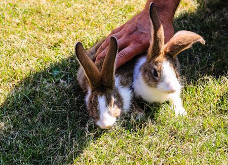 Two rabbits being hold down by a strong man hand.の写真素材
