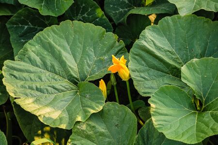 Close up photo of pumpkin`s leaves and flowers.の写真素材